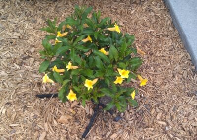 Allamanda Plant