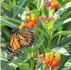 monarch butterfly