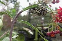 monarch catapiller