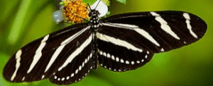 zebra longwing butterfly