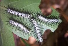 zebra longwing cat