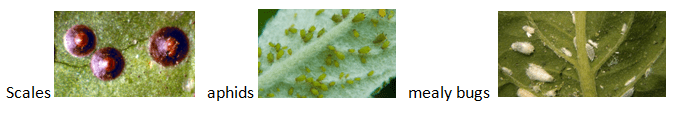 scales and aphids